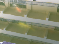 koi